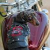 Biker Dawg Motorcycle Dog Jacket - Black