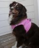 American River Solid Ultra Choke Free Dog Harness - Candy Pink