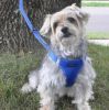 American River Solid Ultra Choke Free Dog Harness - Cobalt Blue