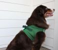 American River Solid Ultra Choke Free Dog Harness - Dark Forest Green