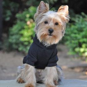 Flex-Fit Dog Hoodie - Black (Option: Small)