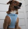 American River Solid Ultra Choke Free Dog Harness - Light Blue