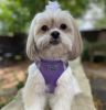 American River Solid Ultra Choke Free Dog Harness - Paisley Purple