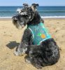 Cool Mesh Dog Harness with Leash - Pineapple Luau