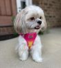 American River Choke Free Dog Harness Ombre Collection - Raspberry Pink and Orange