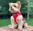 American River Solid Ultra Choke Free Dog Harness - Red